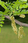 Honey locust